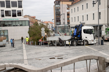 praznična smreka _ 2025 (4)